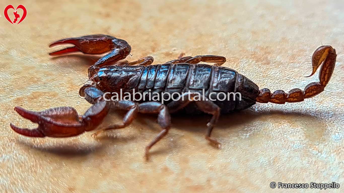 Euscorpius sicanus - Scorpione della Calabria