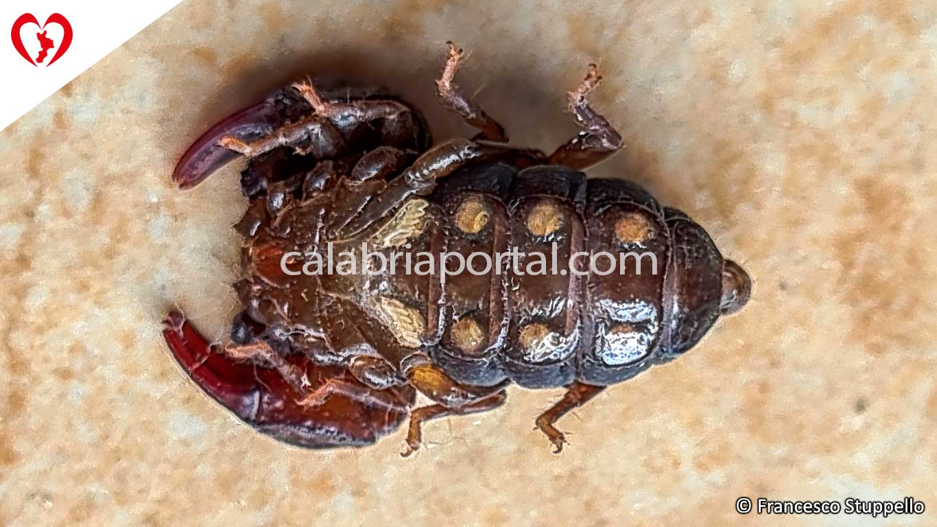 Euscorpius sicanus - Scorpione della Calabria