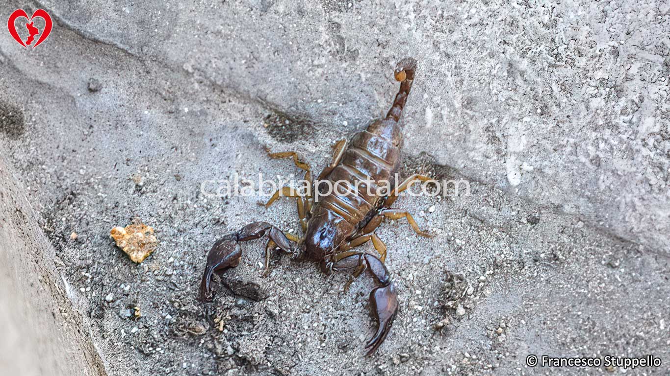 Gli Scorpioni della Calabria
