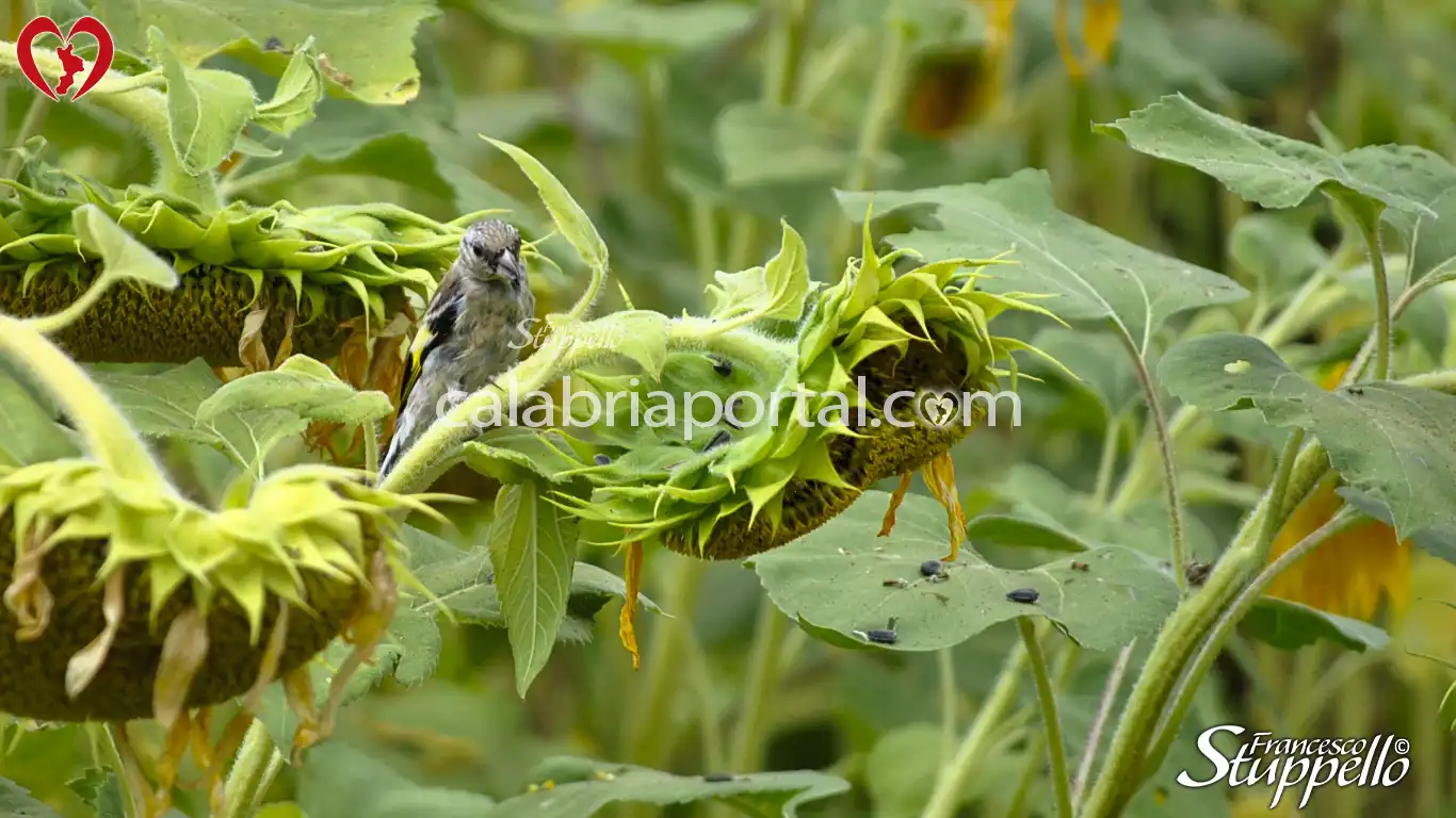 Cardellino della Calabria (Carduelis carduelis tschusii) in un campo di girasoli Cardellino della Calabria (Carduelis carduelis tschusii) in un campo di girasoli