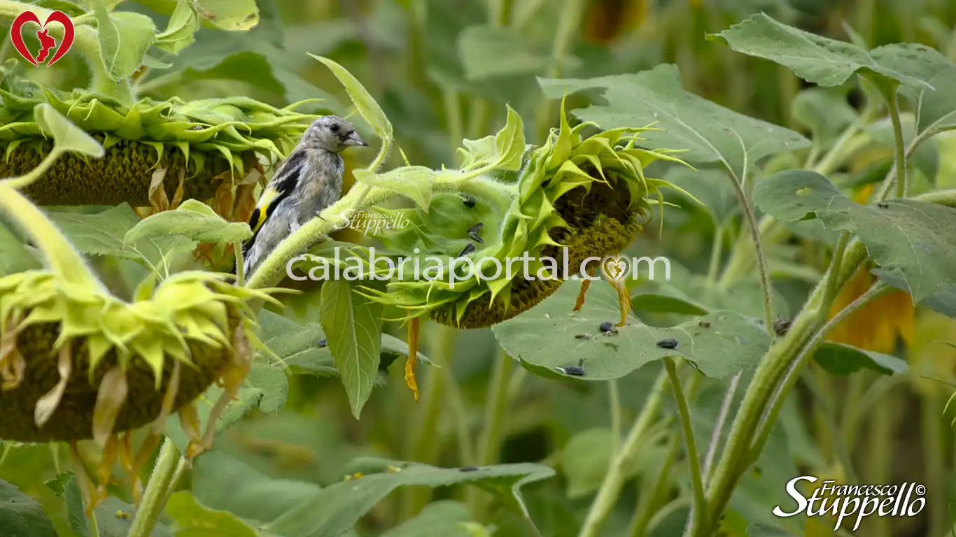 Cardellino della Calabria (Carduelis carduelis tschusii) in un campo di girasoli Cardellino della Calabria (Carduelis carduelis tschusii) in un campo di girasoli