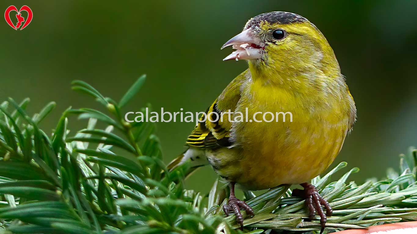 Lucherino (Carduelis spinus)