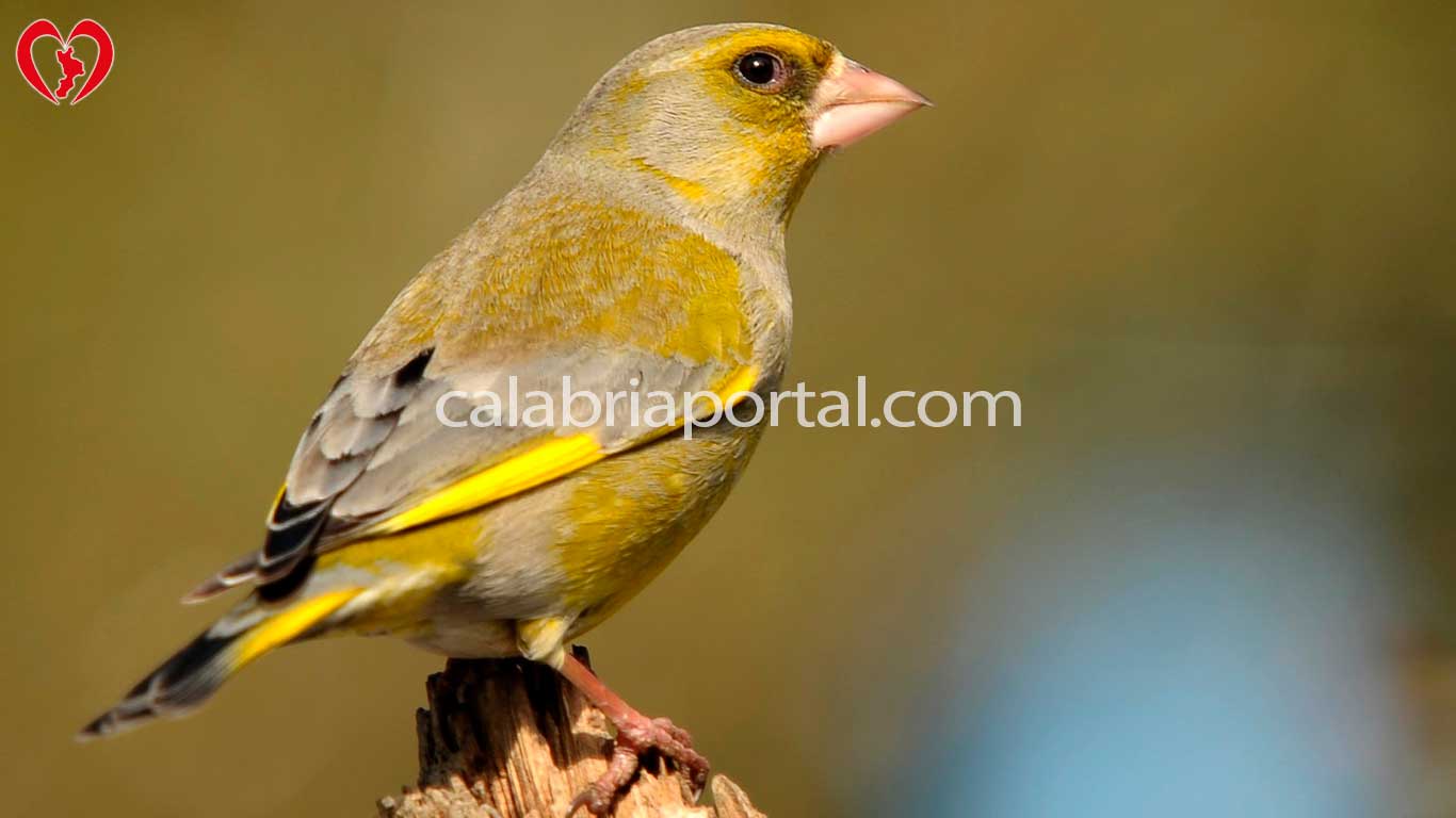 Verdone (Carduelis chloris)