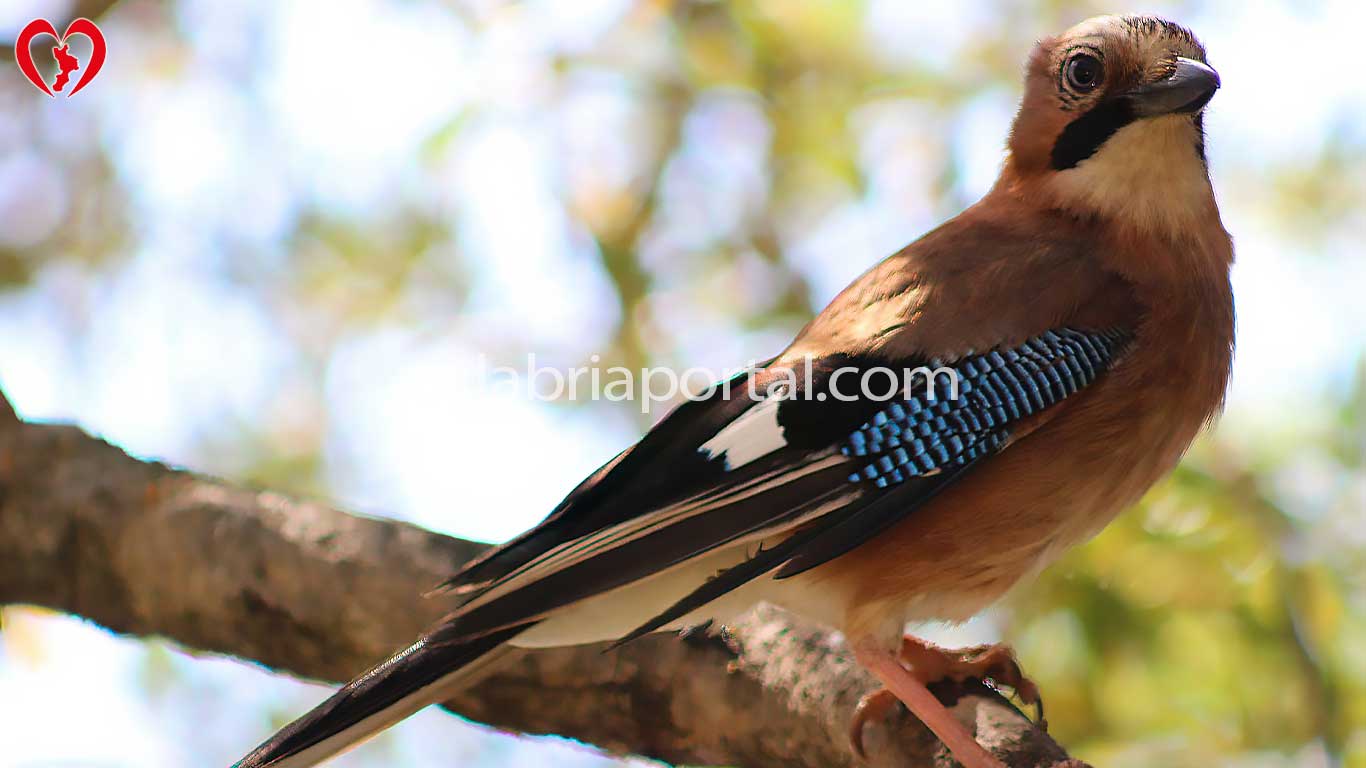 Ghiandaia (Garrulus glandarius)