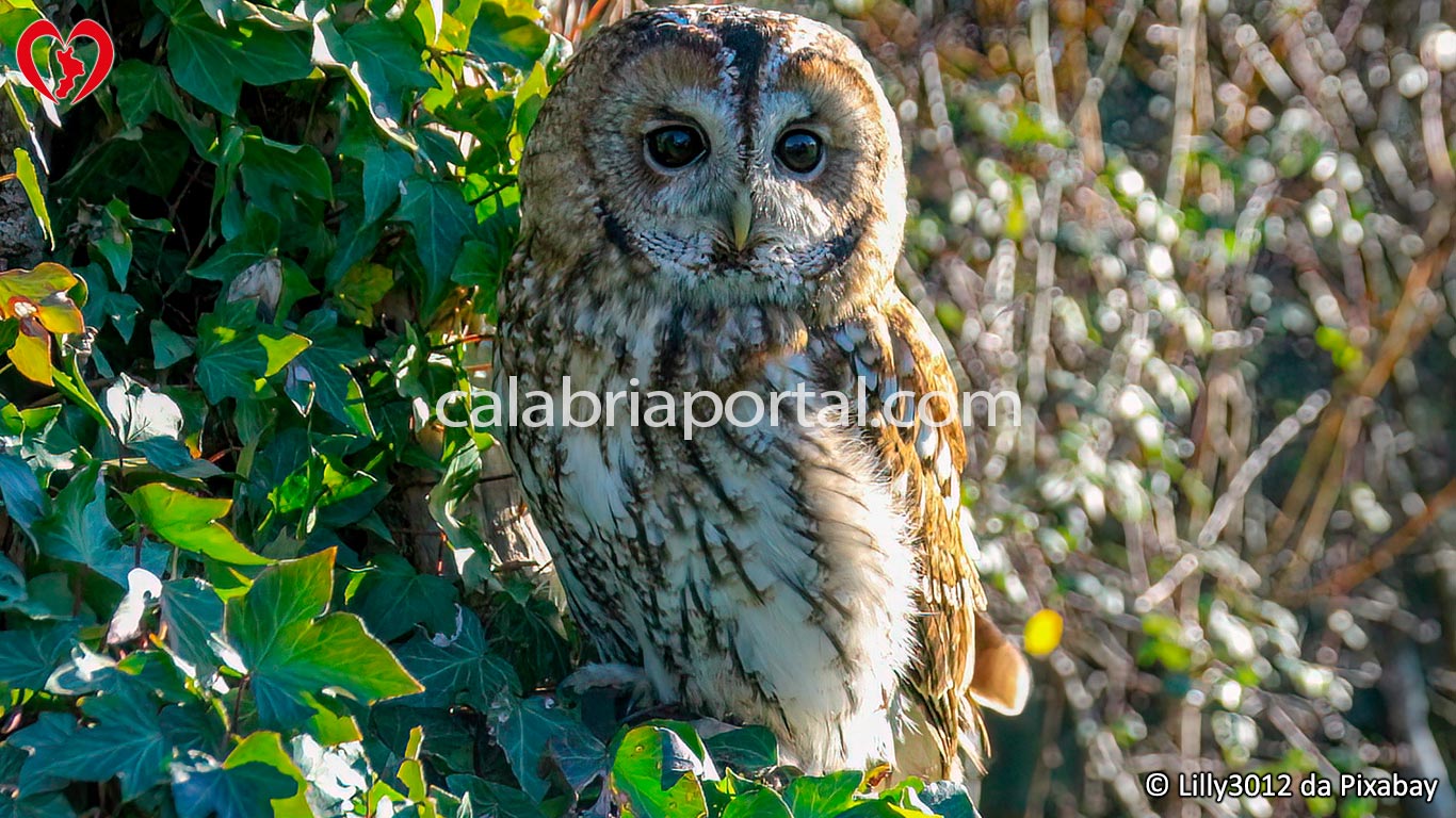 Allocco (Strix aluco) Allocco (Strix aluco)