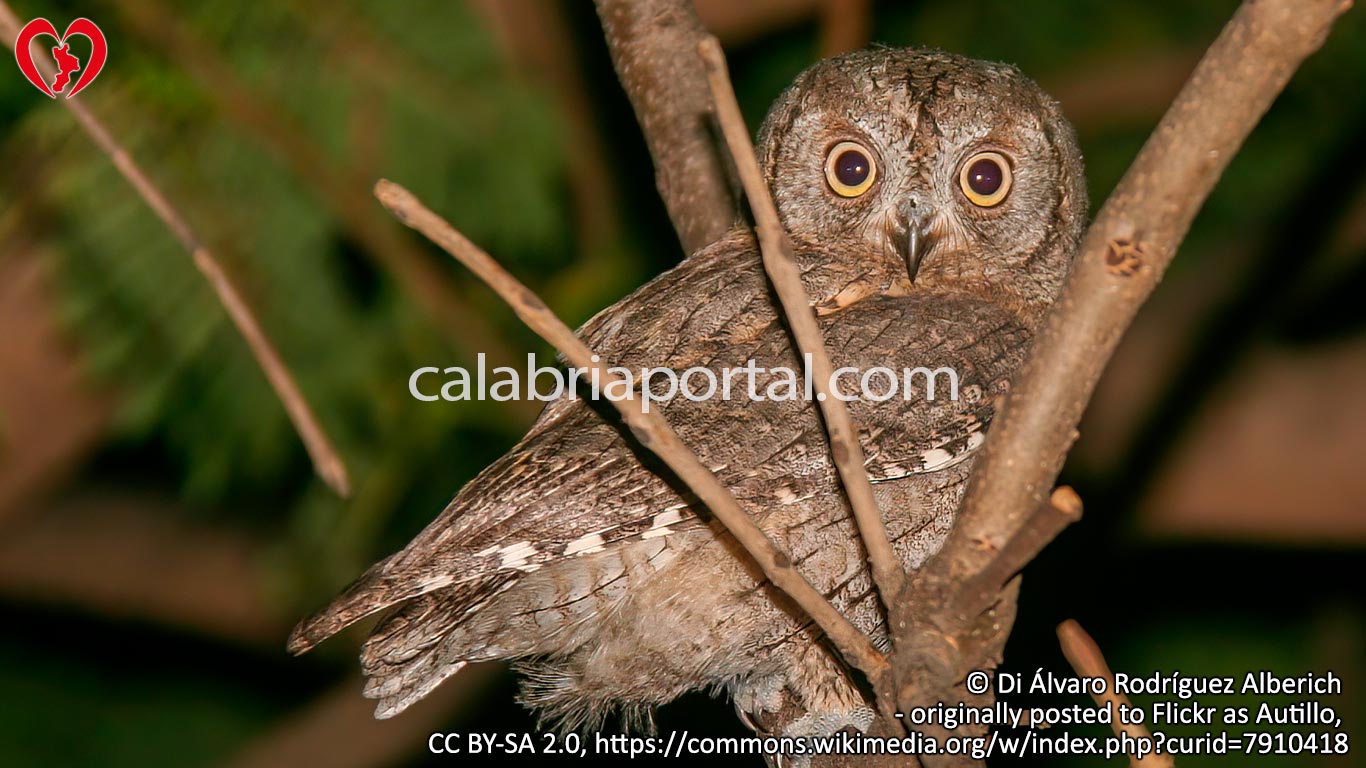 Assiolo (Otus scops) Assiolo (Otus scops)