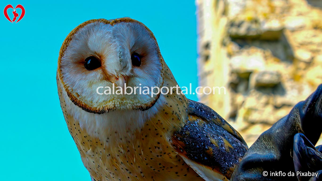 Barbagianni (Tyto alba) Barbagianni (Tyto alba)