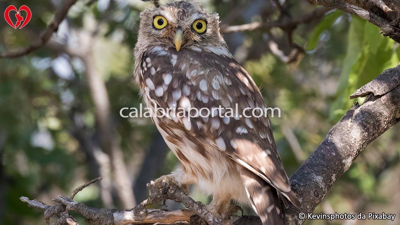 Civetta (Athene noctua) Civetta (Athene noctua)