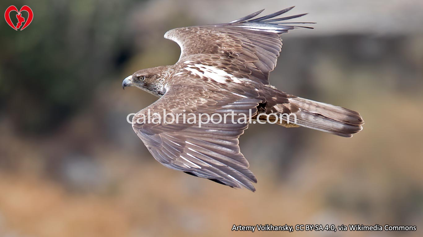 Aquila del Bonelli (Hieraaetus fasciatus)