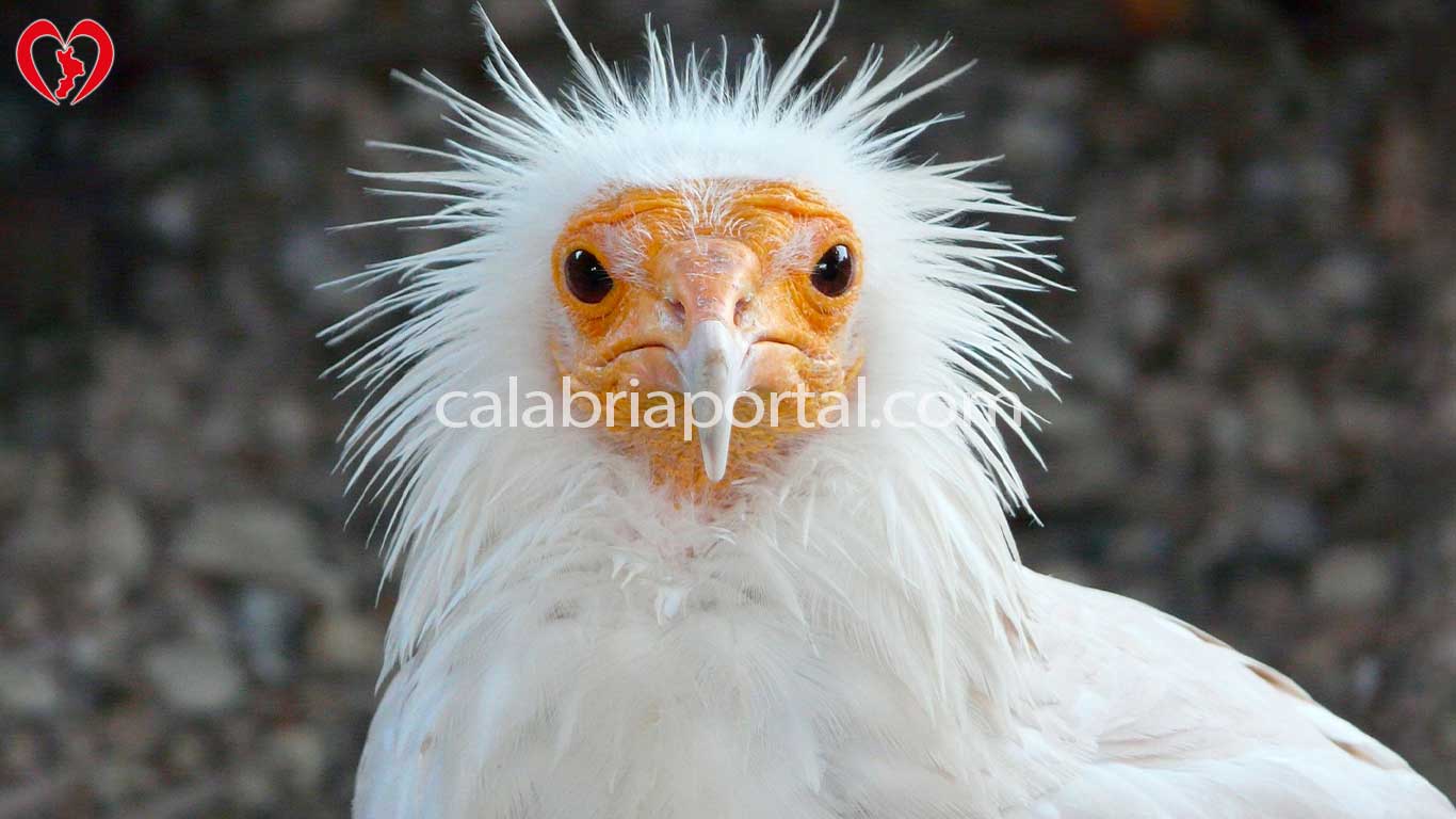 Capovaccaio (Neophron percnopterus)