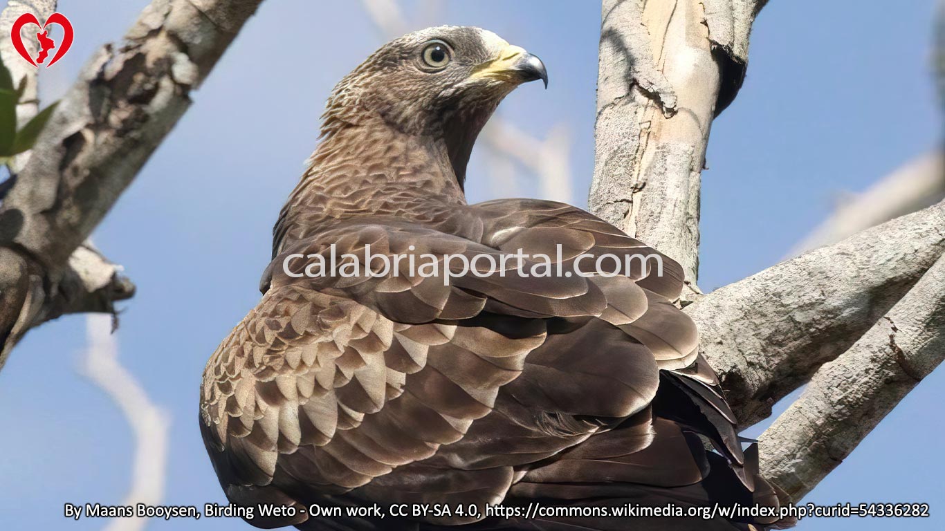Falco Pecchiaiolo Occidentale (Pernis apivorus)