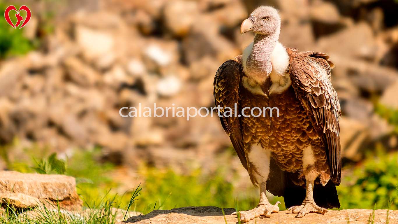 Grifone (Gyps fulvus)