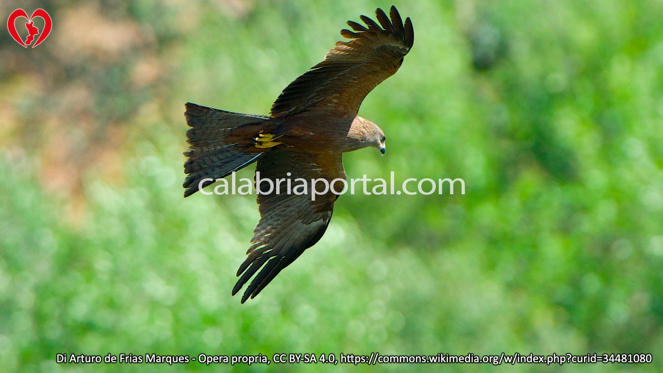 Nibbio Bruno (Milvus migrans)