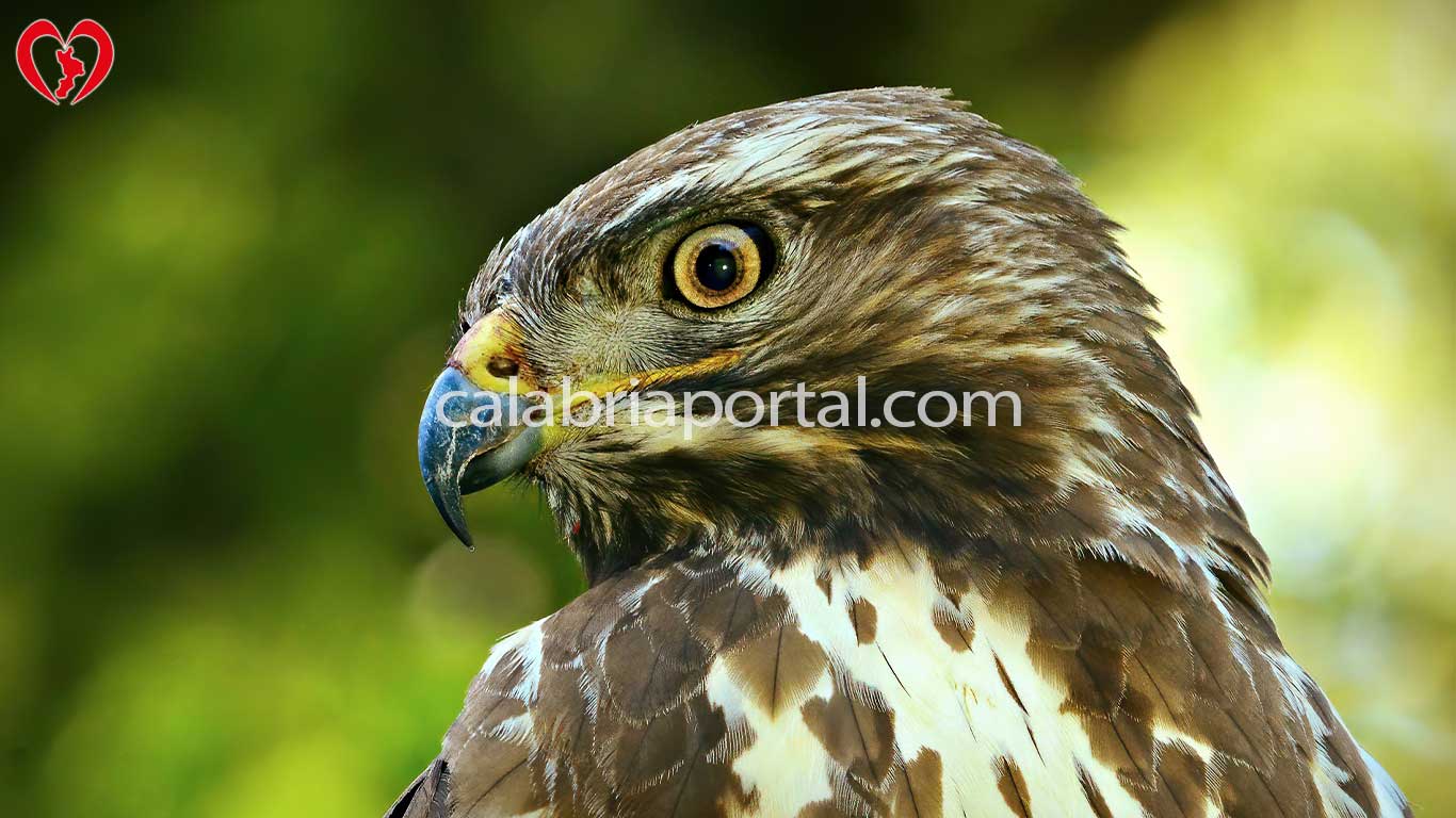 Poiana (Buteo buteo)