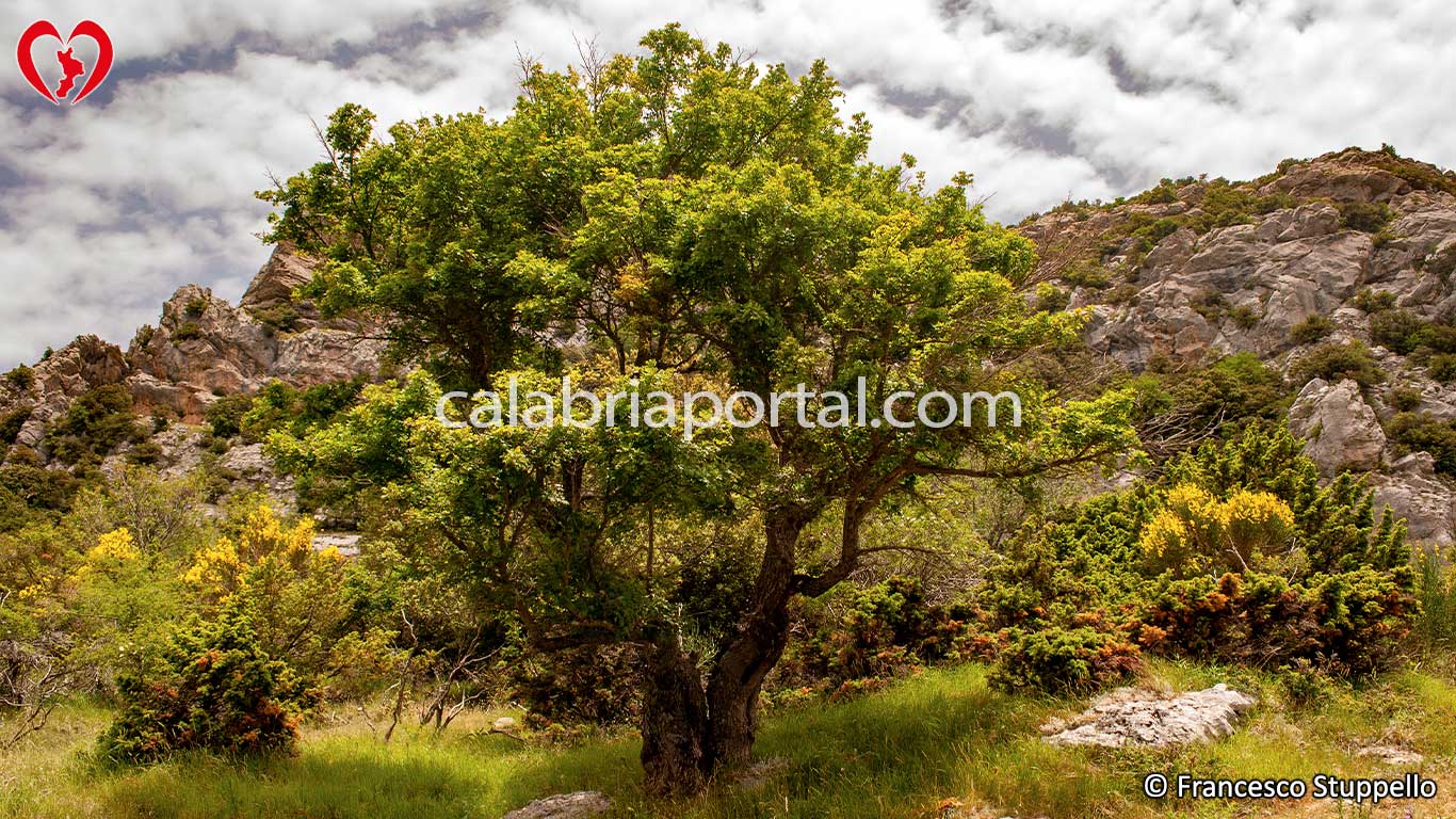 Acero Minore (Acer monspessulanum) Acero Minore (Acer monspessulanum)