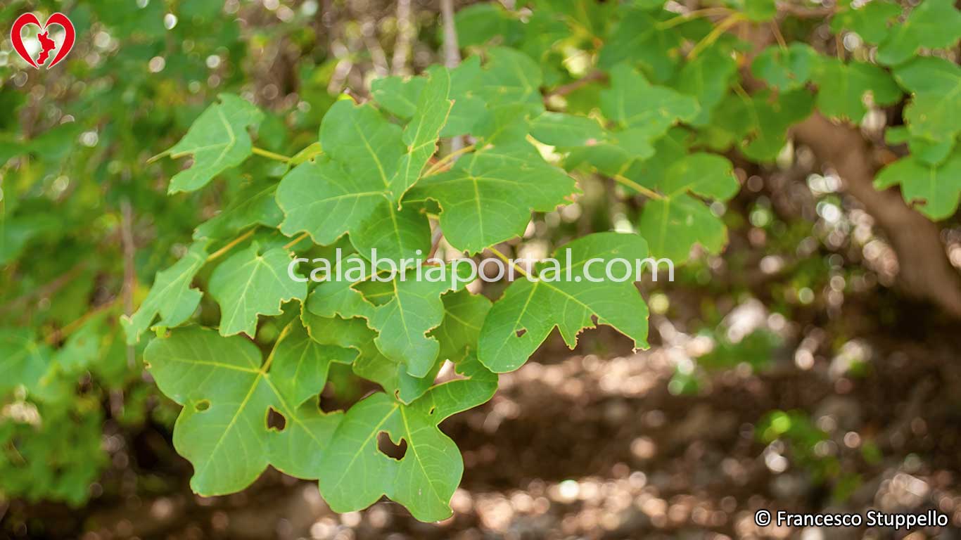 Foglie di Acero Minore (Acer monspessulanum)