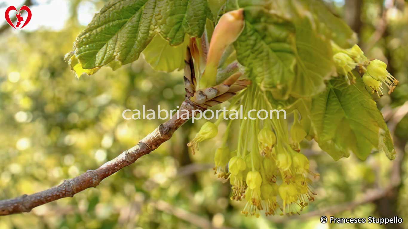 Fiori di Acero d’Ungheria (Acer opalus obtusatum) Fiori di Acero d’Ungheria (Acer opalus obtusatum)