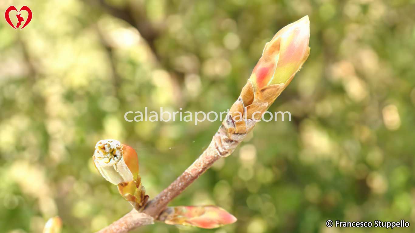 Gemma di Acero d’Ungheria (Acer opalus obtusatum) Gemma di Acero d’Ungheria (Acer opalus obtusatum)