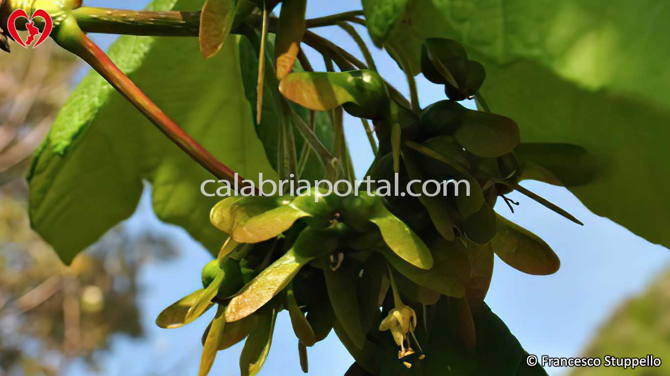 Acero d’Ungheria (Acer opalus obtusatum) Acero d’Ungheria (Acer opalus obtusatum)