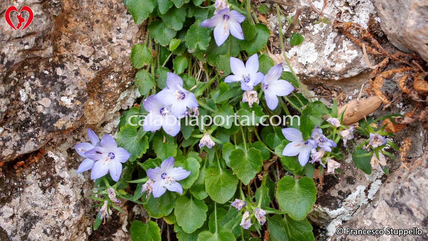 Campanula Napoletana (Campanula fragilis Campanula Napoletana (Campanula fragilis