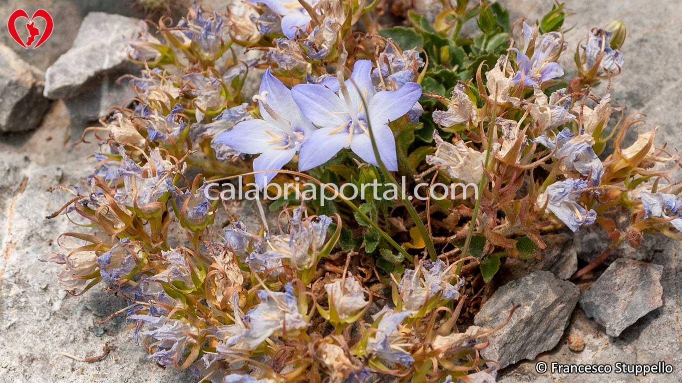 Fiori di Campanula Napoletana: freschi ed appassiti Fiori di Campanula Napoletana: freschi ed appassiti