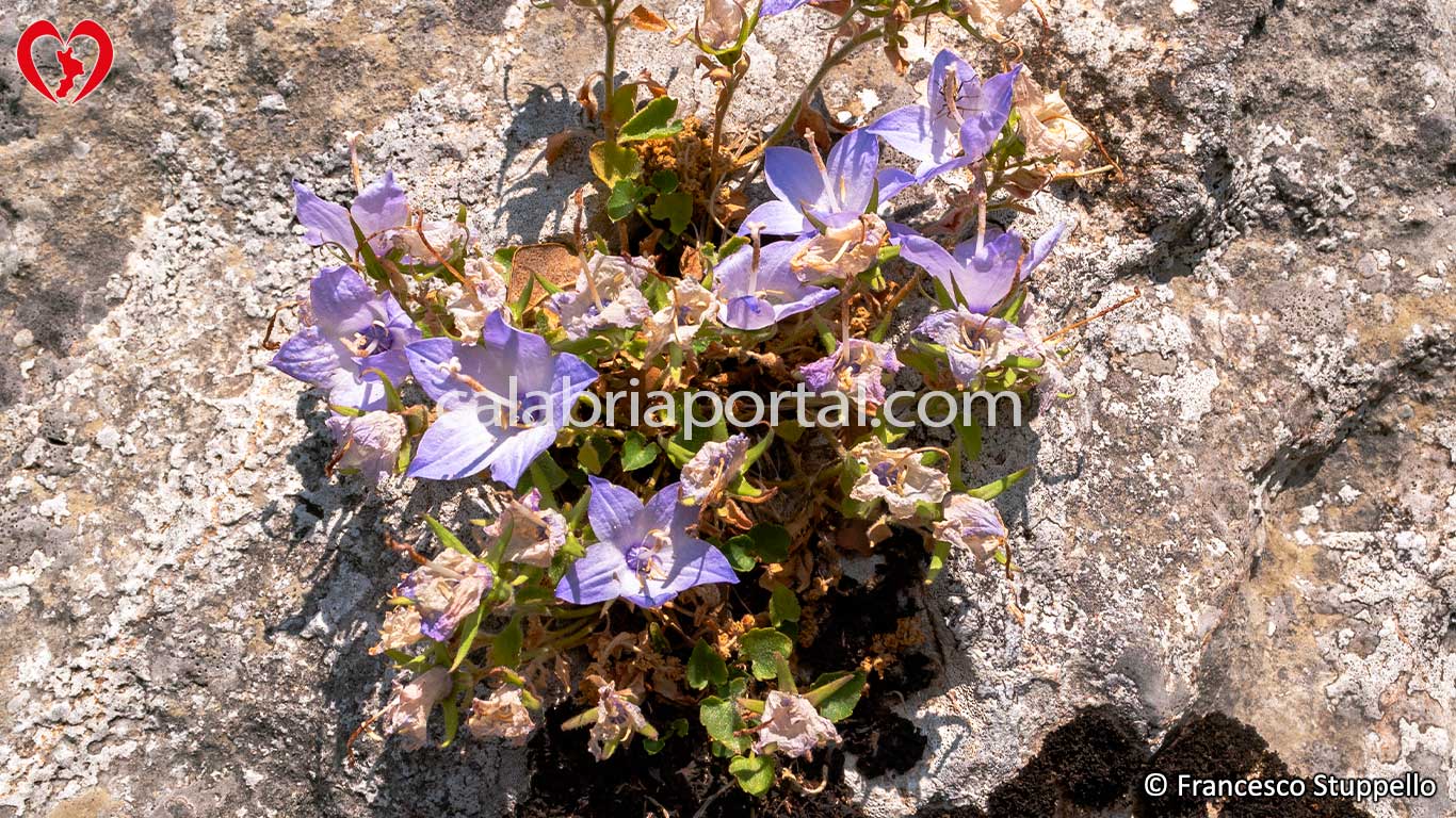 Campanula Napoletana esposta al sole Campanula Napoletana esposta al sole