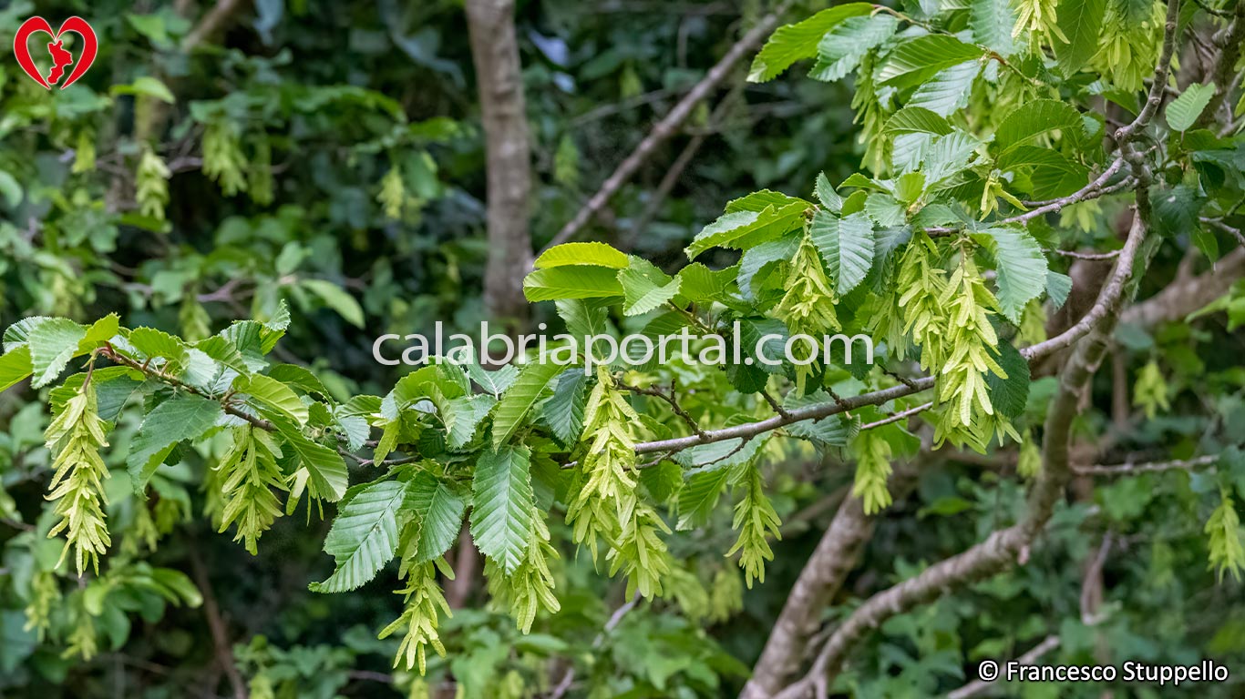 Carpino Bianco (Carpinus betulus)