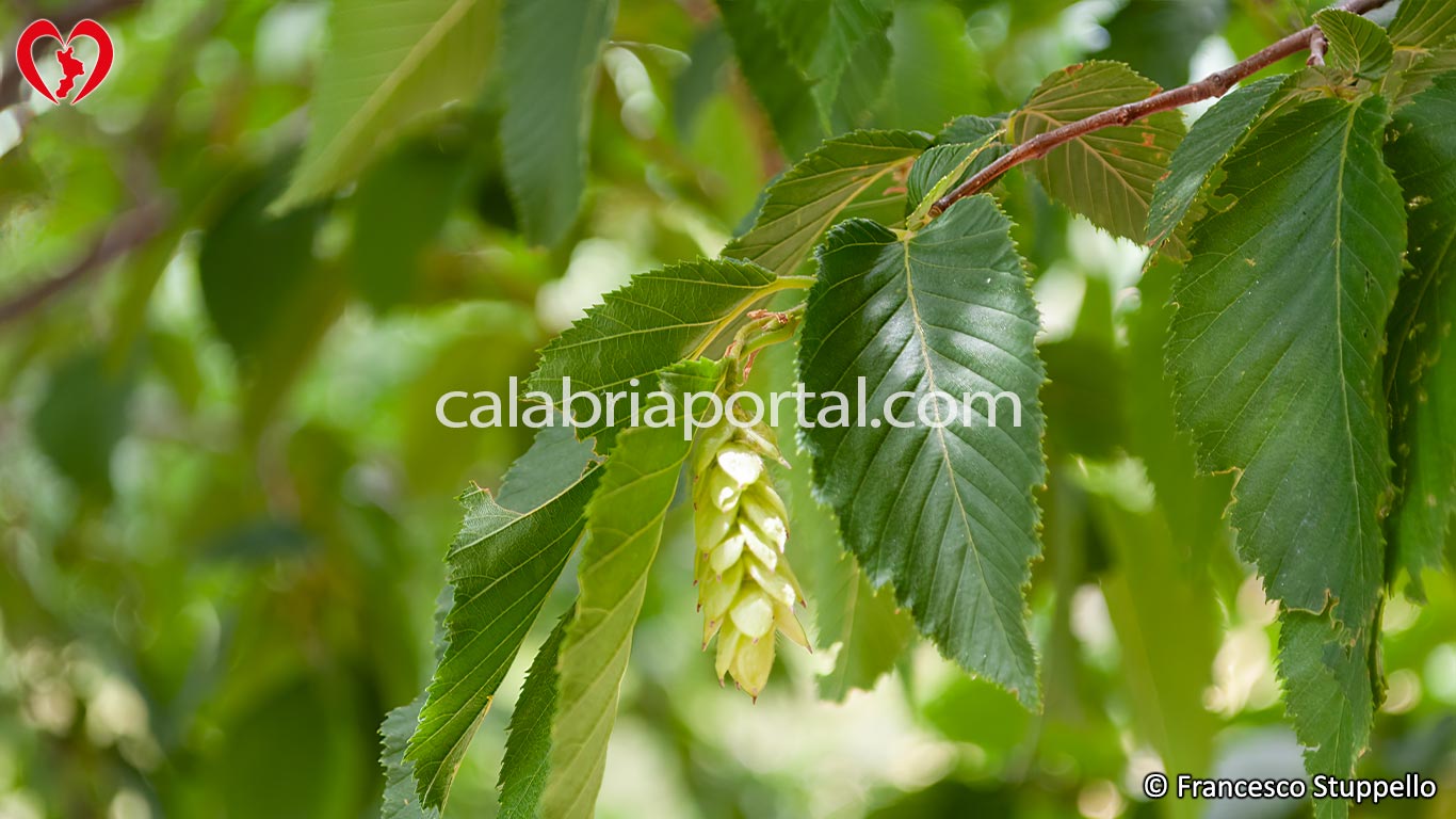 Foglie del Carpino Nero