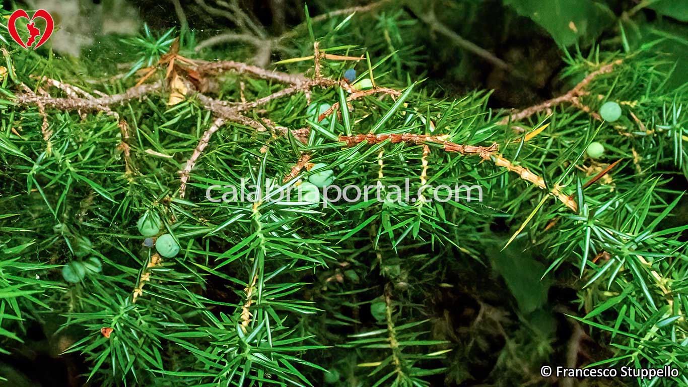 Bacche di Ginepro Comune (Juniperus communis)
