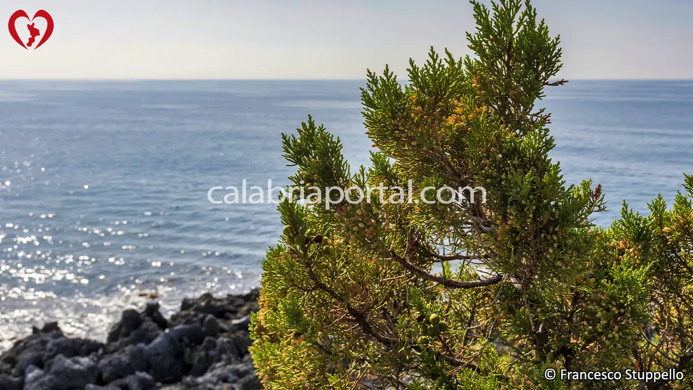 Coccole di Ginepro Fenicio (Juniperus phoenicea) Coccole di Ginepro Fenicio (Juniperus phoenicea)