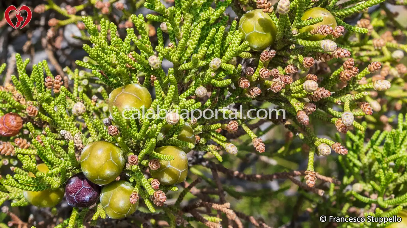 Coccole di Ginepro Fenicio (Juniperus phoenicea) Coccole di Ginepro Fenicio (Juniperus phoenicea)