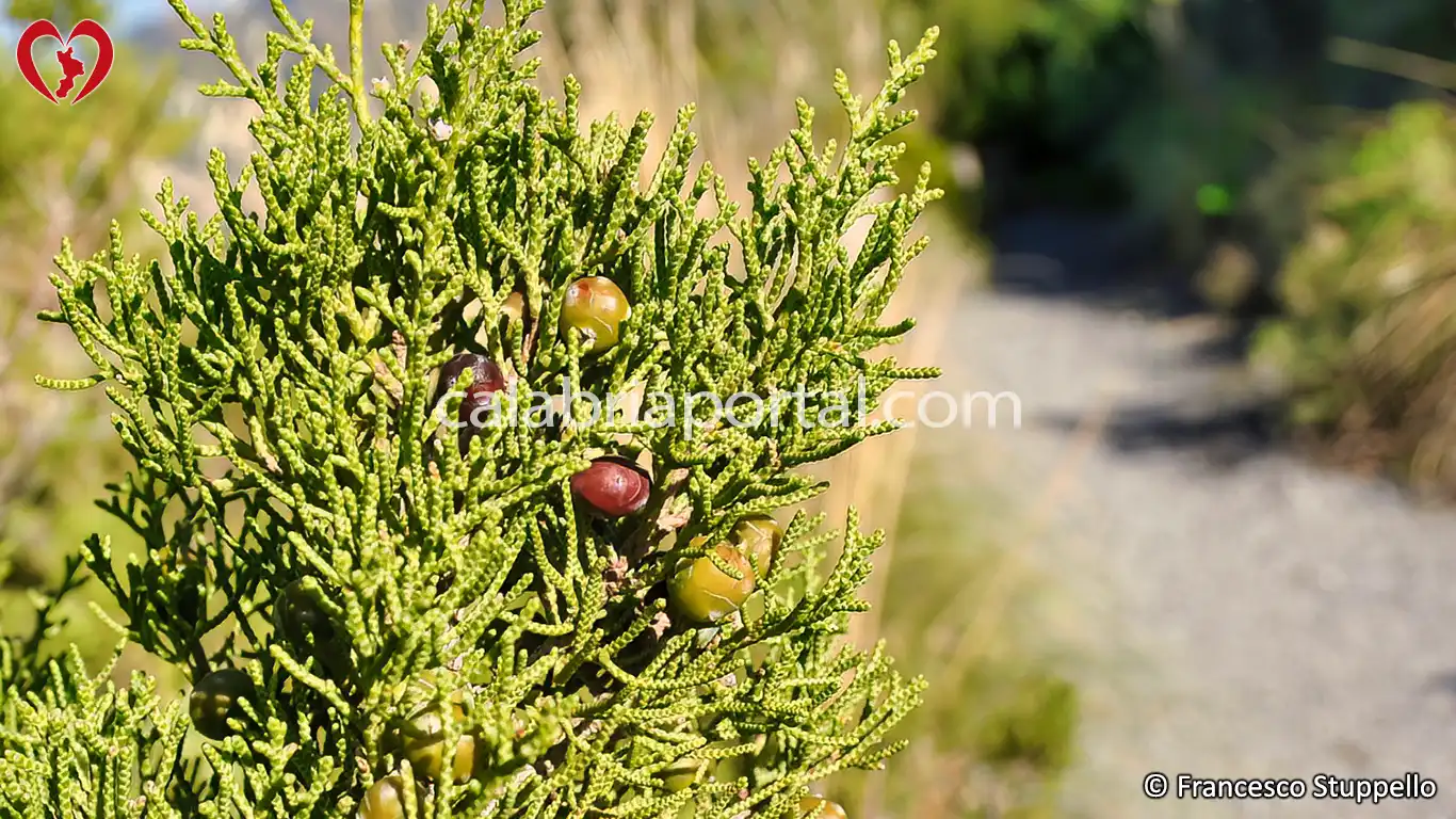 Coccole di Ginepro Fenicio (Juniperus phoenicea) Coccole di Ginepro Fenicio (Juniperus phoenicea)