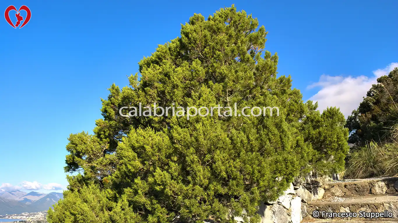 Coccole di Ginepro Fenicio (Juniperus phoenicea) Coccole di Ginepro Fenicio (Juniperus phoenicea)