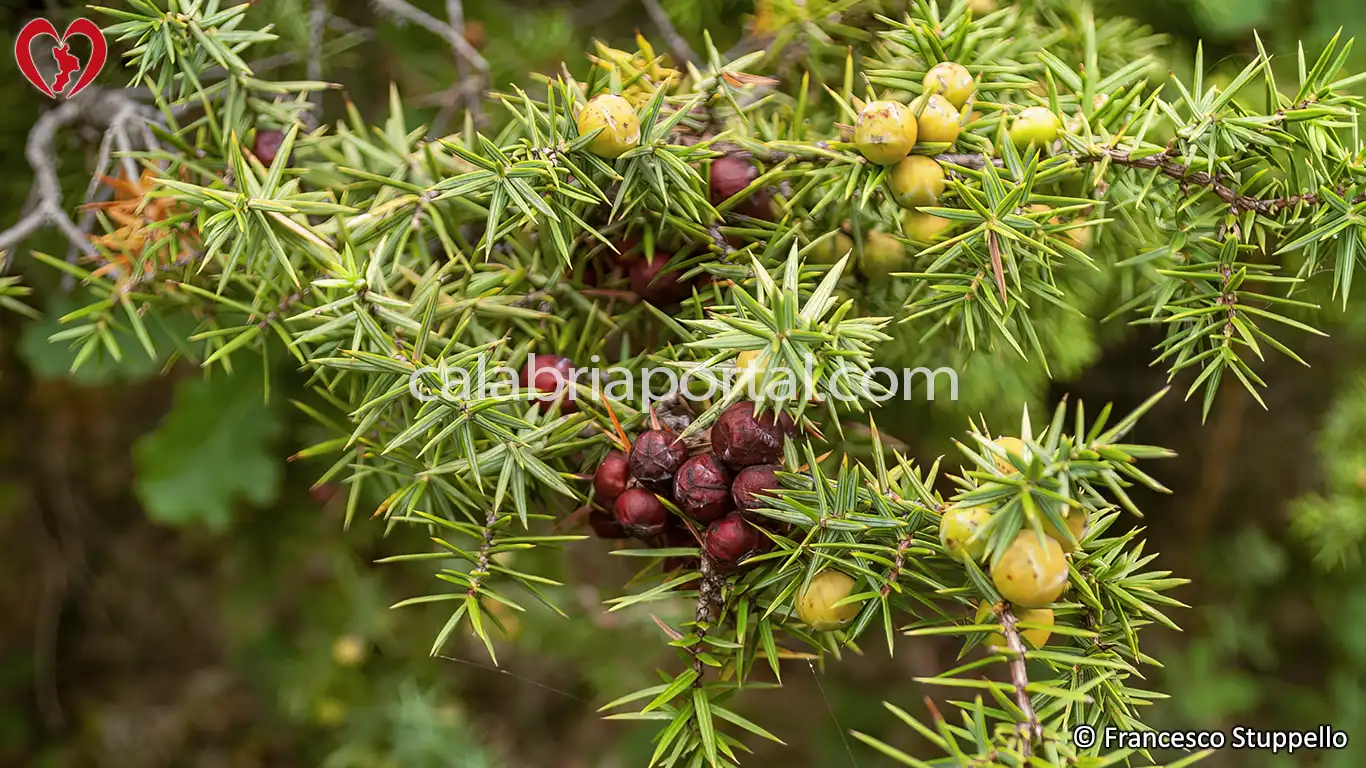 Ginepro Rosso (Juniperus oxycedrus) della Calabria Ginepro Rosso (Juniperus oxycedrus) della Calabria