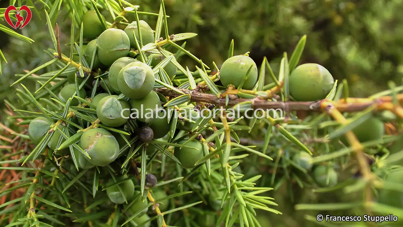 Ginepro Rosso (Juniperus oxycedrus) della Calabria Ginepro Rosso (Juniperus oxycedrus) della Calabria