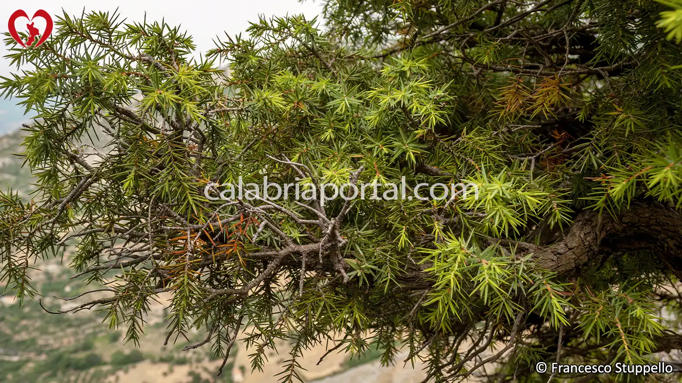 Ginepro Rosso (Juniperus oxycedrus) della Calabria Ginepro Rosso (Juniperus oxycedrus) della Calabria