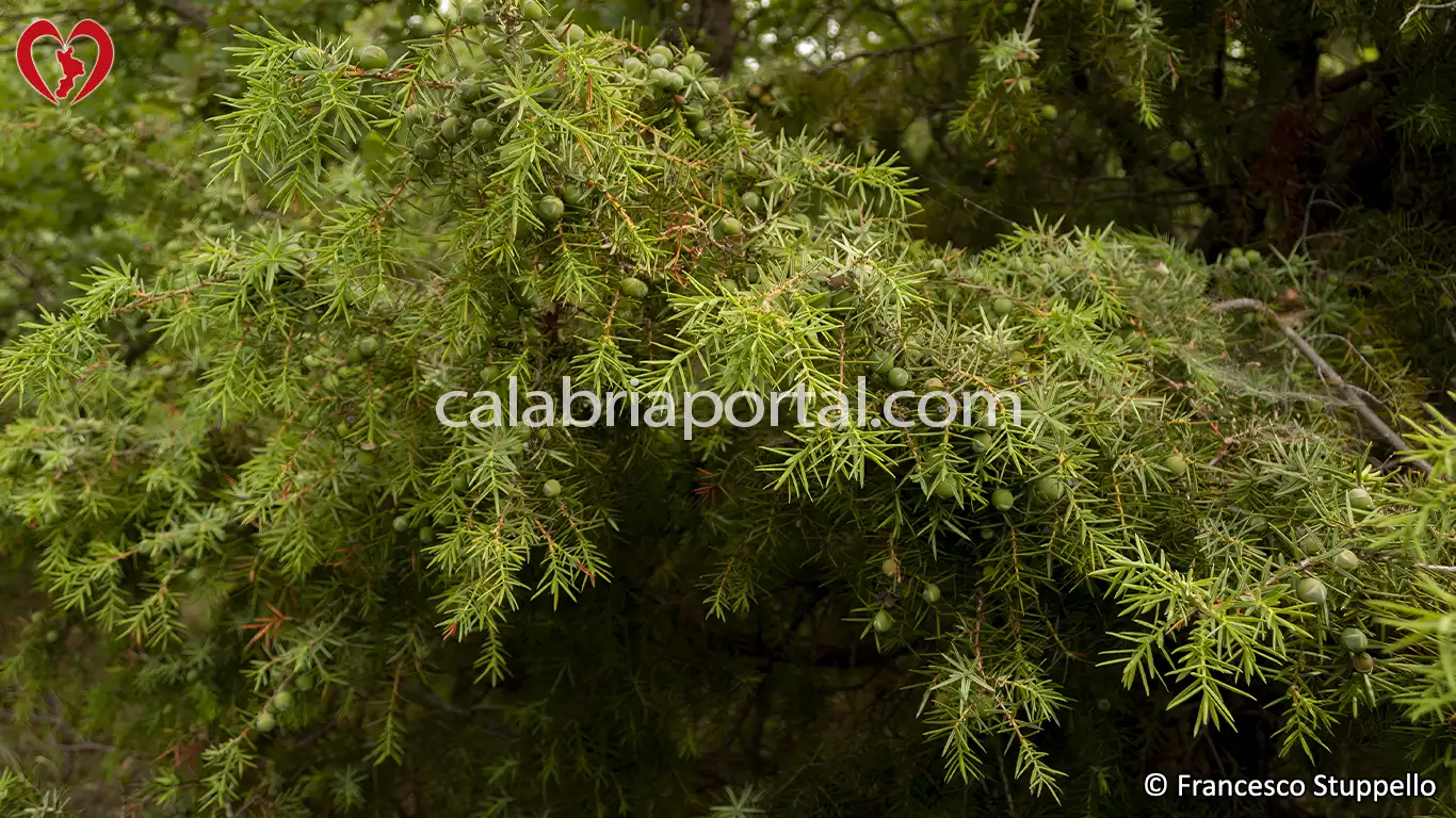 Ginepro Rosso (Juniperus oxycedrus) della Calabria Ginepro Rosso (Juniperus oxycedrus) della Calabria