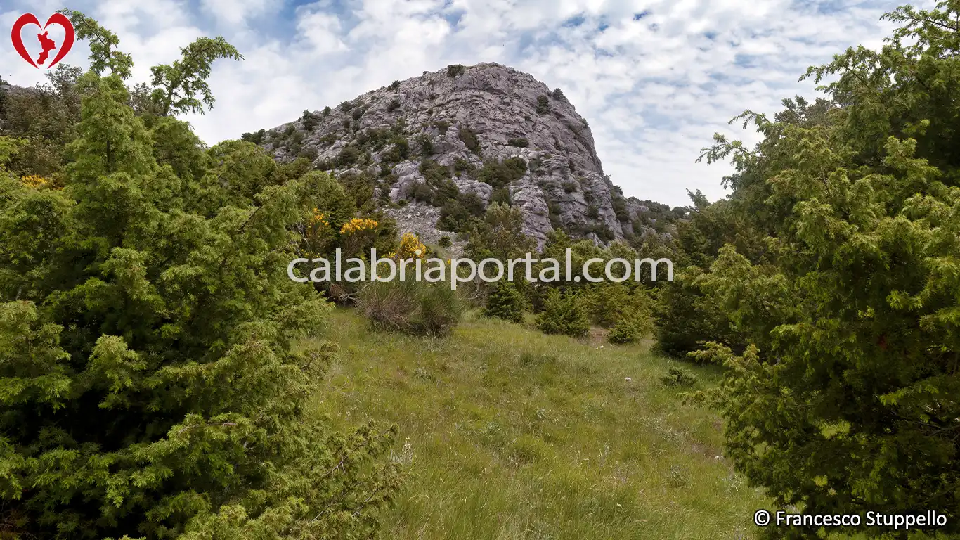 Ginepro Rosso (Juniperus oxycedrus) della Calabria Ginepro Rosso (Juniperus oxycedrus) della Calabria