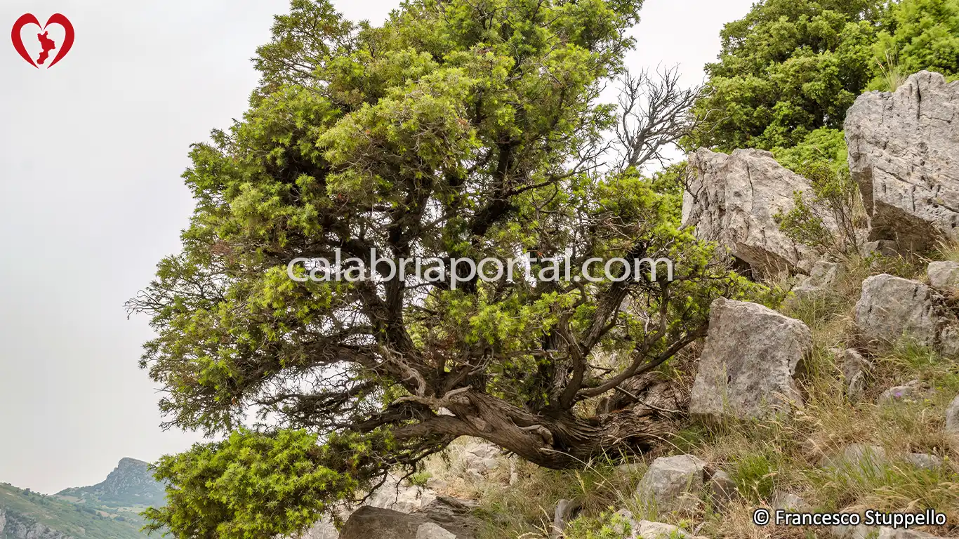 Ginepro Rosso (Juniperus oxycedrus) della Calabria Ginepro Rosso (Juniperus oxycedrus) della Calabria