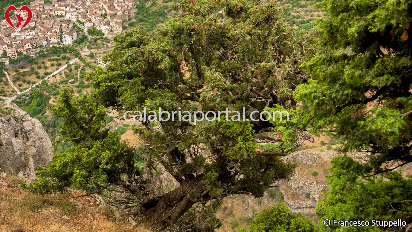 Ginepro Rosso (Juniperus oxycedrus) della Calabria