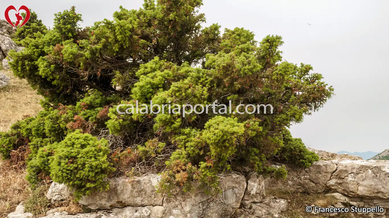 Ginepro Rosso (Juniperus oxycedrus) della Calabria