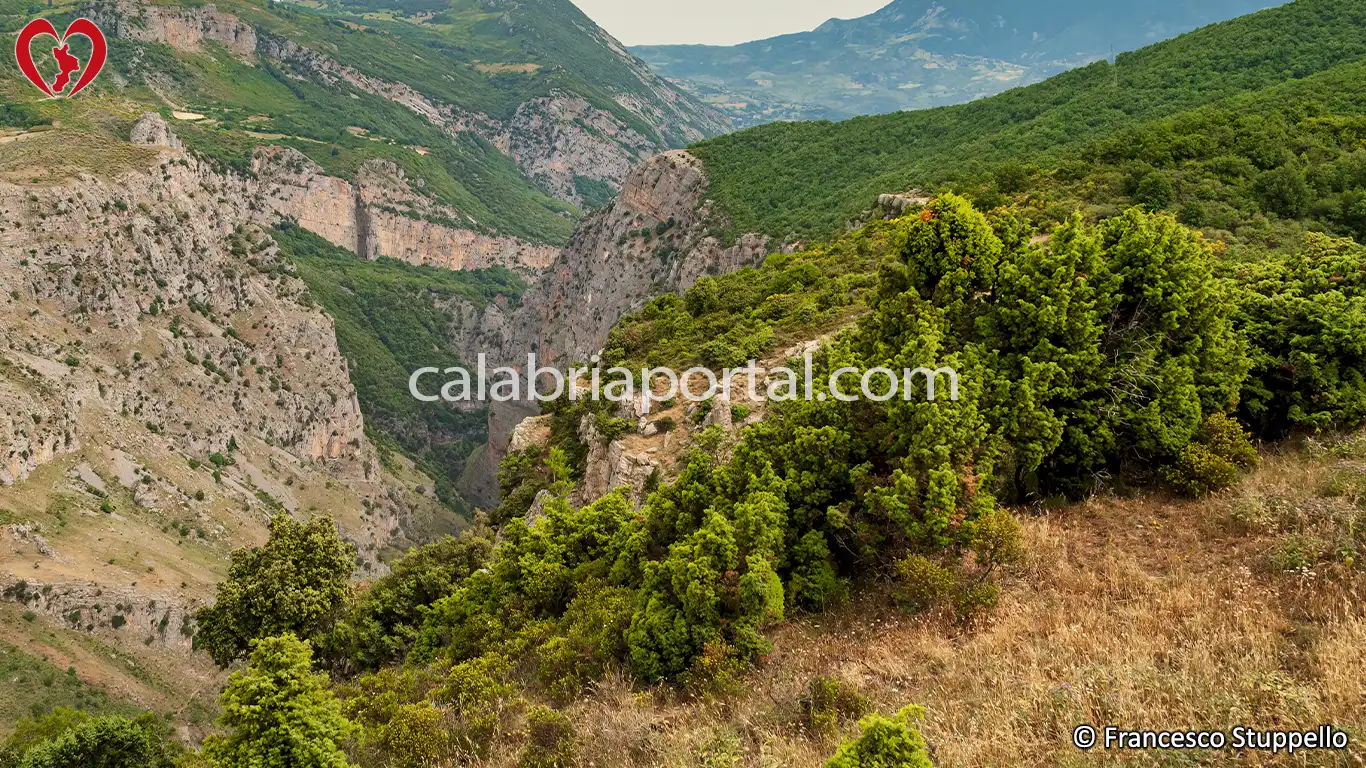 Ginepro Rosso (Juniperus oxycedrus) della Calabria Ginepro Rosso (Juniperus oxycedrus) della Calabria