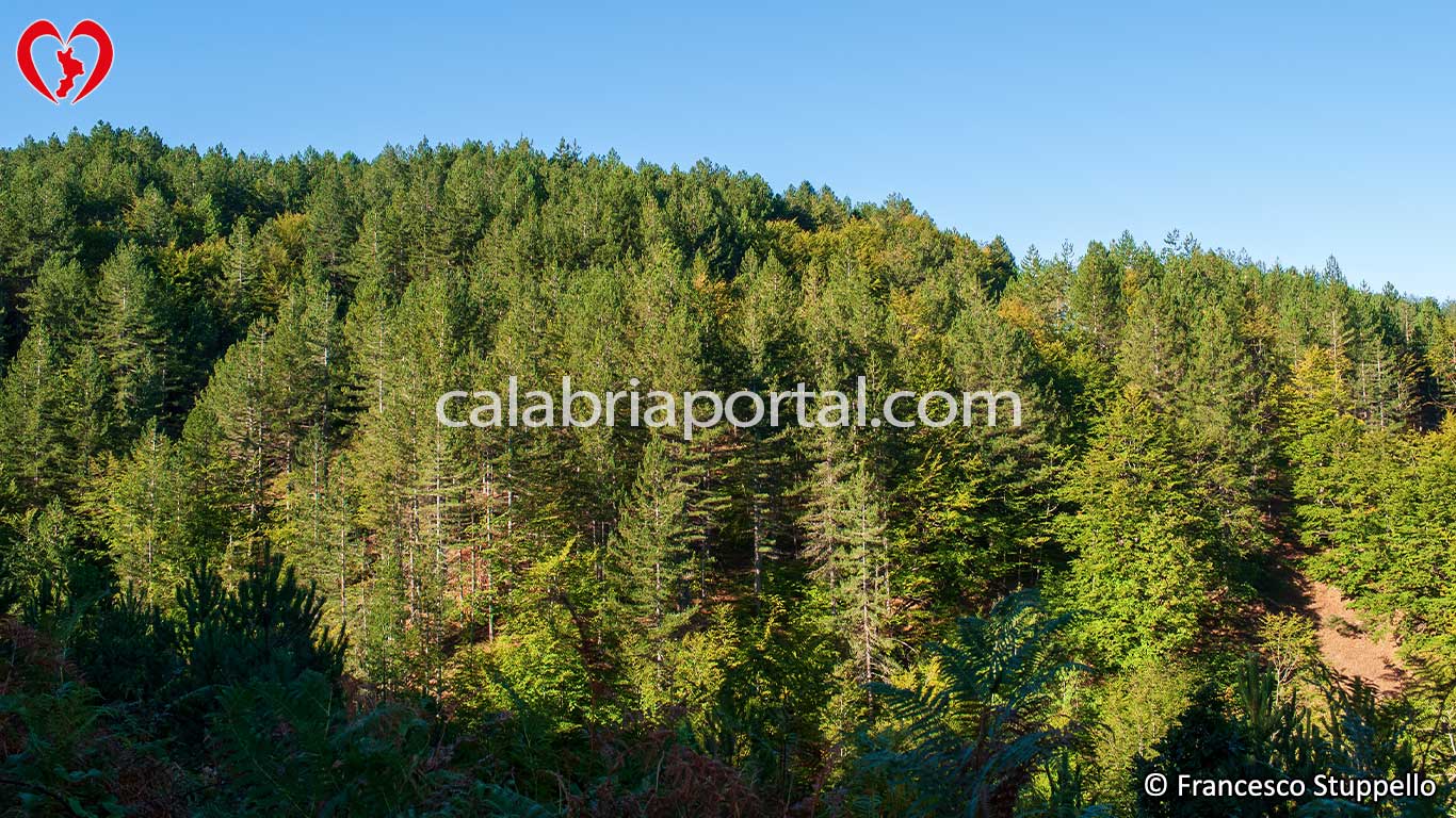 Bosco di Pino Laricio in Sila