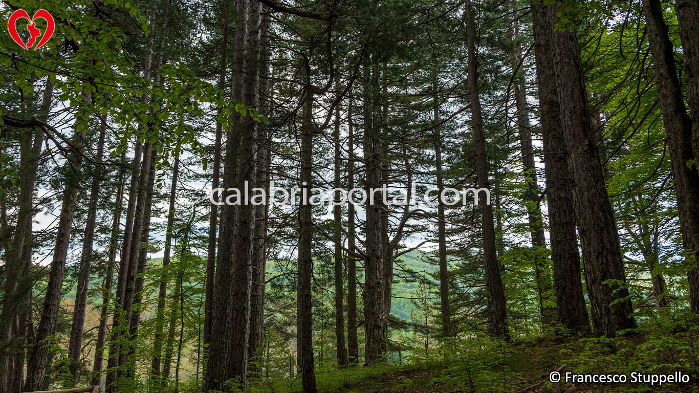 Bosco di Pino Laricio in Sila