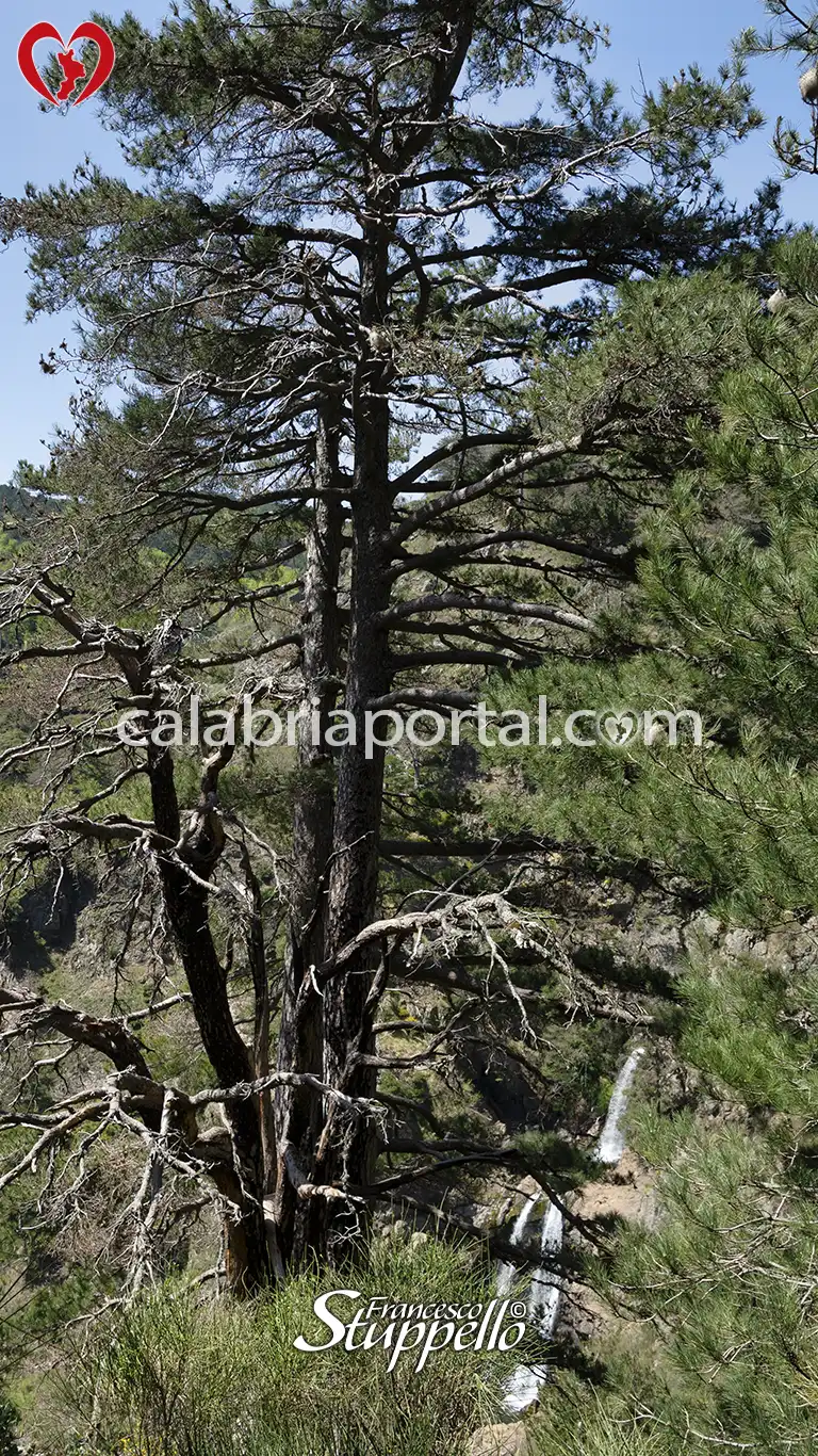Esemplare di Pino Laricio presso le Cascate dell'Amendolea