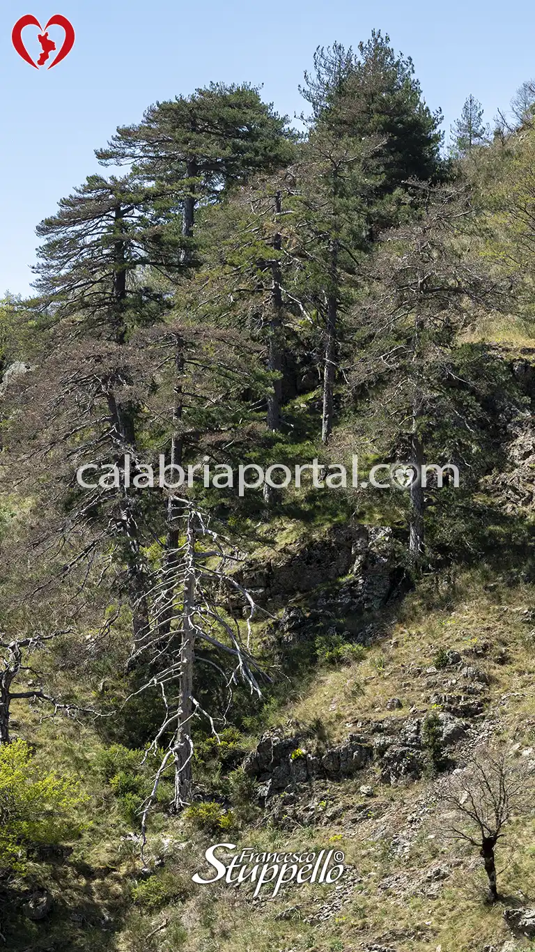 Gruppetto di Pini Larici nella Valle dell'Amendolea