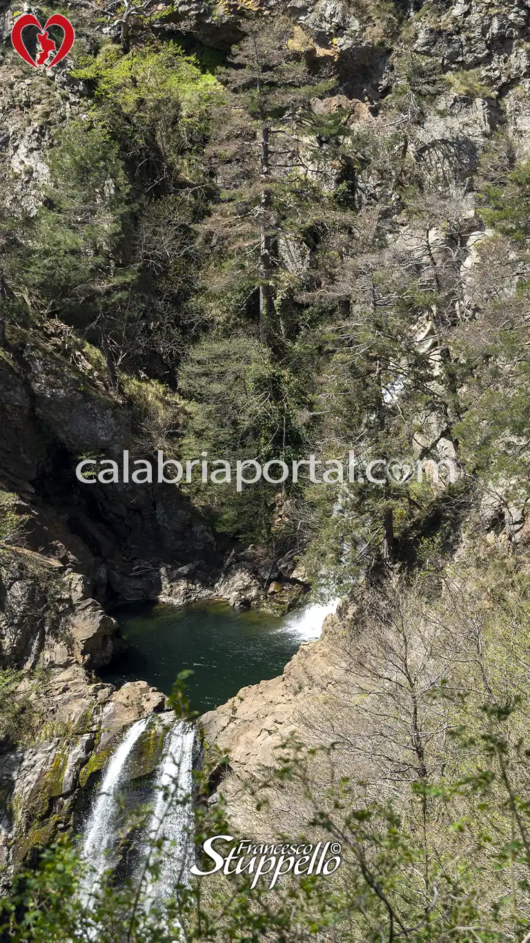 Esemplare di Pino Laricio presso le Cascate dell'Amendolea