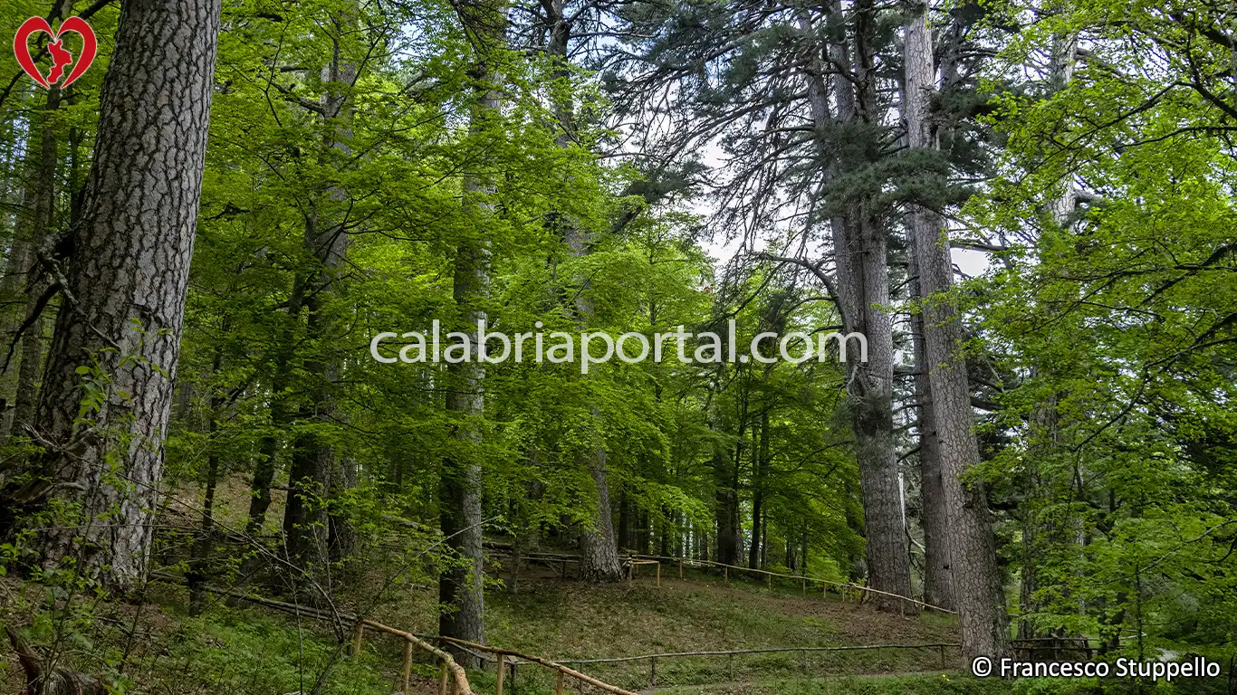 I Giganti della Sila