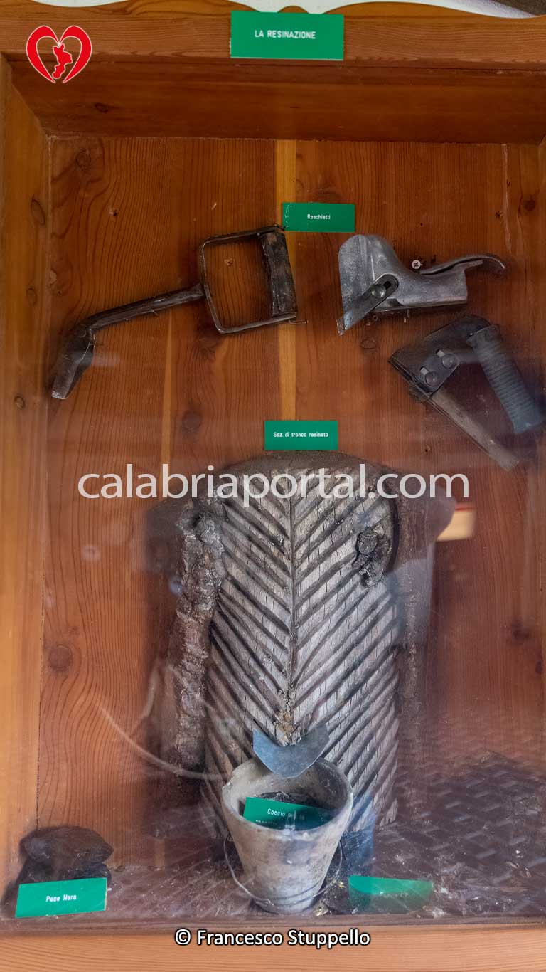 Attrezzi utilizzati per la raccolta della resina di Pino Laricio Silano