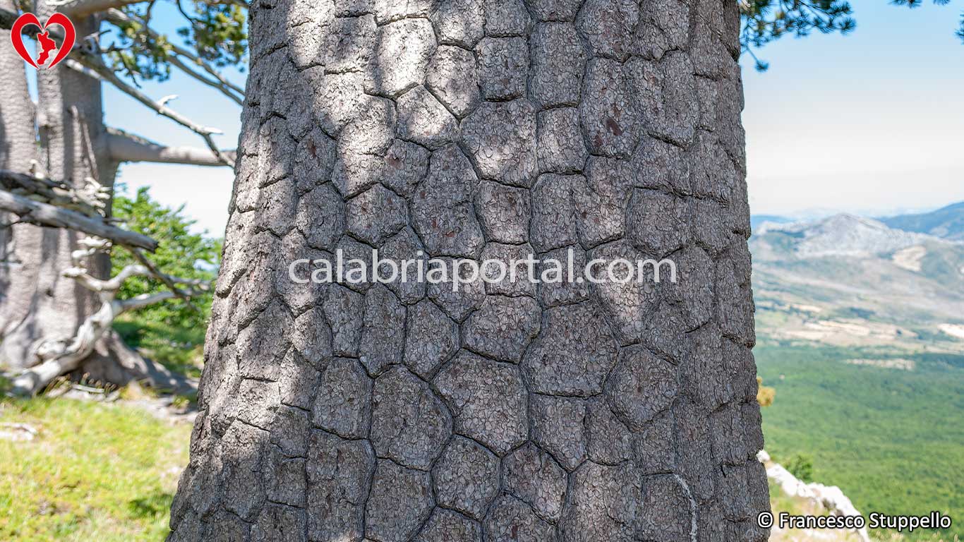 Corteccia del Pino Loricato